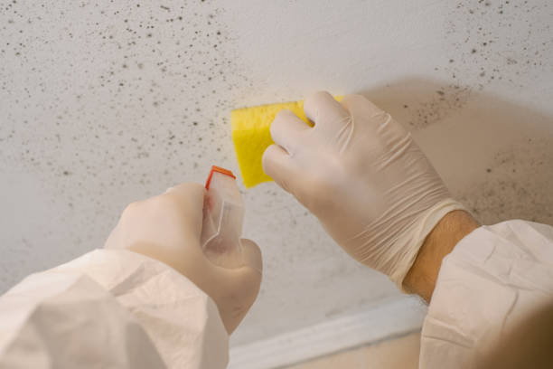 Best Biohazard Mold Removal  in Jackson, SC