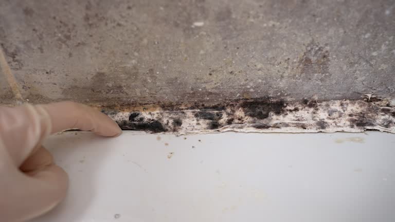 Best Mold Prevention Services  in Jackson, SC
