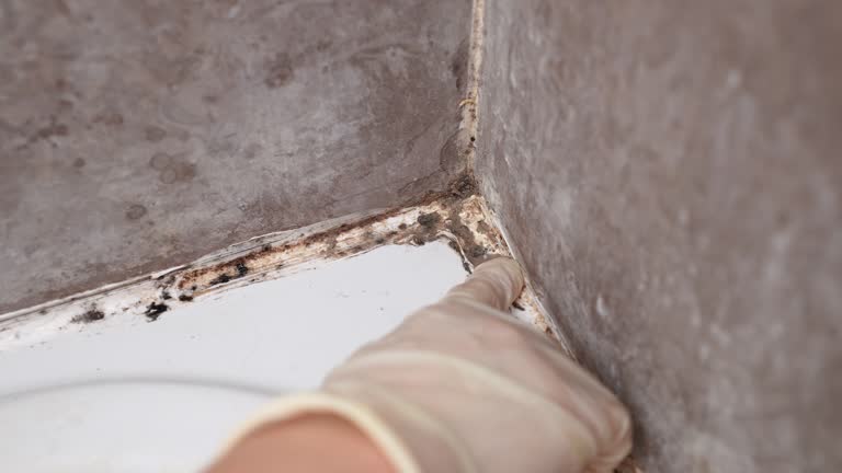 Best Crawl Space Mold Remediation  in Jackson, SC